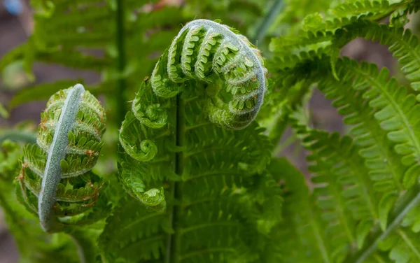 Fern Spiral Matteuccia Genus Ferns One Species Matteuccia Struthiopteris Common — Stock Photo, Image