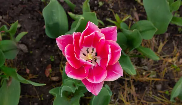 Великий Квітучий Рожевий Тюльпан Клумбі — стокове фото