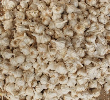 Bir çiftçide sarımsak kazığı