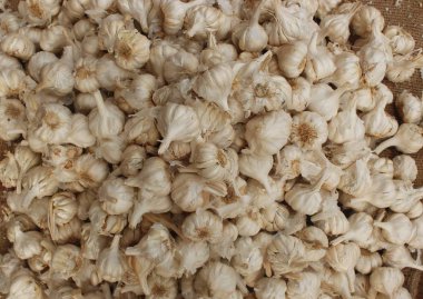 Bir çiftçide sarımsak kazığı