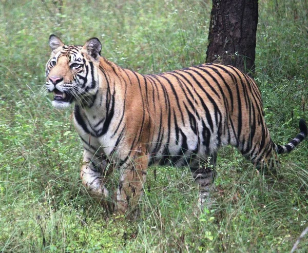 Tigre salvaje en el bosque de la India central — Foto de Stock