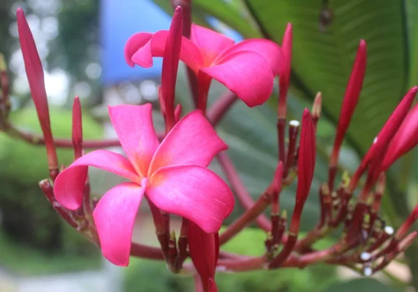 Red Burgundi Frangipani tree — Stock Photo, Image