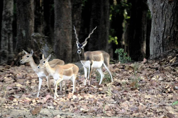 ஒரு பெண்ணின் இரண்டாவது கருப்பு பாக் — ஸ்டாக் புகைப்படம்