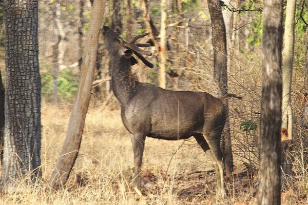 Het Filippijnse hert, de "Filippijnse sambar" genoemd. eten — Stockfoto