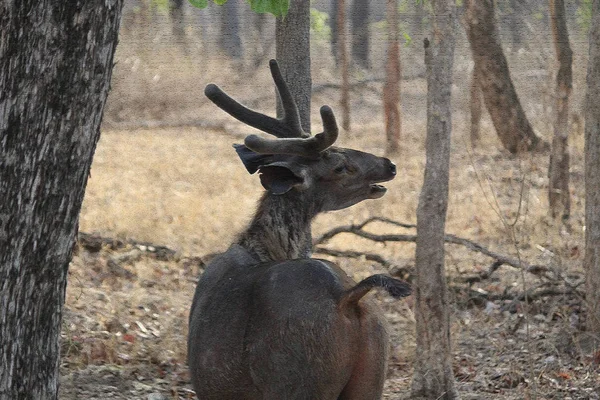 Cervo sambher macho na chamada de reunião — Fotografia de Stock