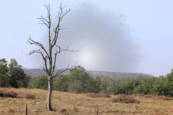 Uma vista do parque nacional de pench, área de tigress — Fotografia de Stock