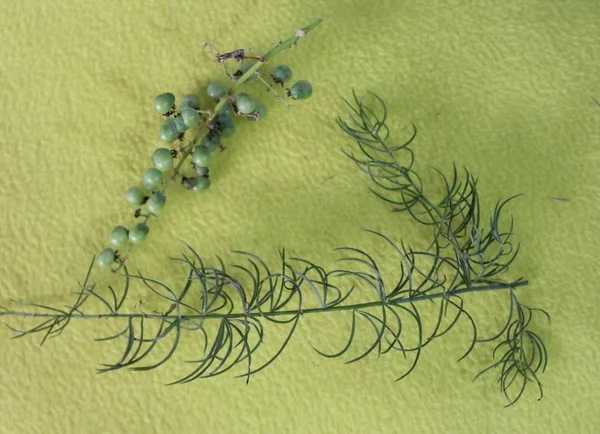 인도의 낙엽 과 과일에서 아유르베다 약에 사용되는 아스파라거스의 일종이다 — 스톡 사진