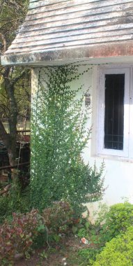 yeşil ve pembe duvar sarmaşığı