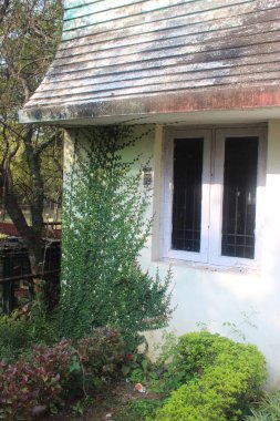 yeşil ve pembe duvar sarmaşığı