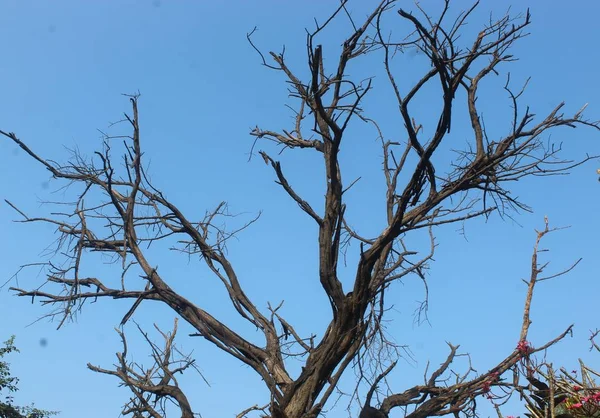 Árvores mortas, de pé vista céu sozinho — Fotografia de Stock