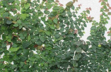 yeşil ve pembe duvar sarmaşığı