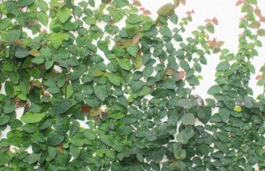 yeşil ve pembe duvar sarmaşığı