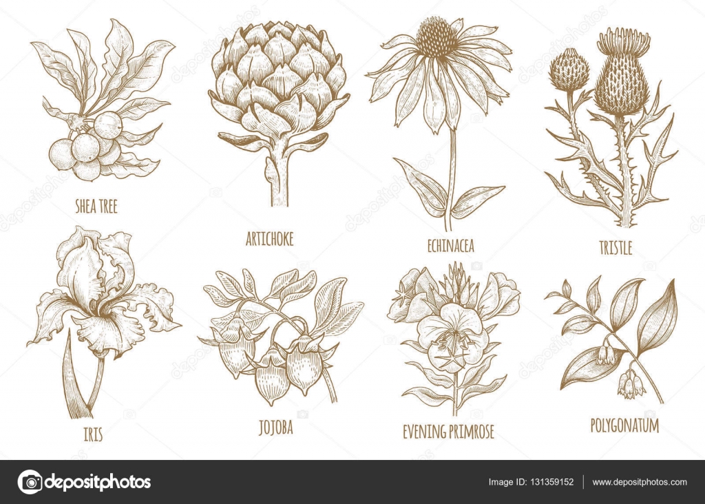 Suplementos, Flor, Garabato, Eco, Especias Imagen Vectorial de © sasha-kasha #131359152 | Depositphotos Suplementos, Flor, Garabato, Eco, Especias Imagen Vectorial de © sasha-kasha #131359152 | Depositphotos