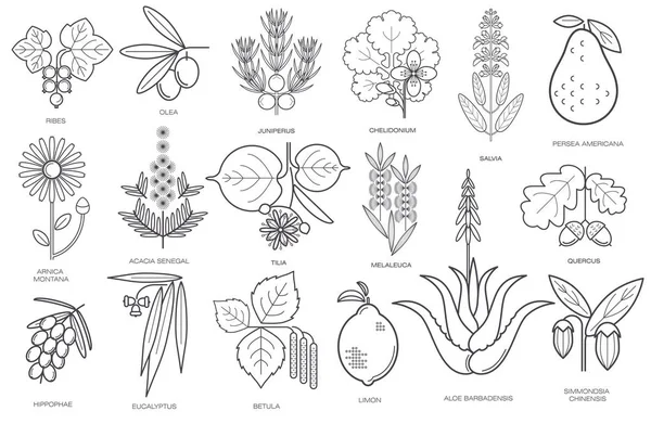 Colección de imágenes simples de plantas medicinales — Vector de stock