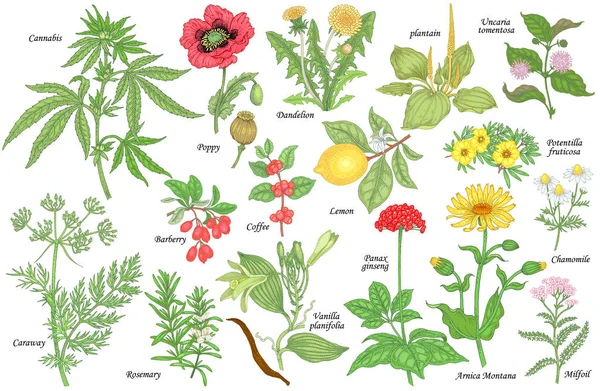 Conjunto de plantas medicinales — Vector de stock