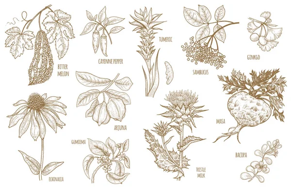 Illustration vectorielle Herbes ayurvédiques . — Image vectorielle