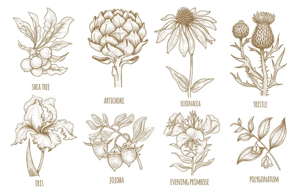 Hand-drawing collection of medicinal plants. Stock Vector
