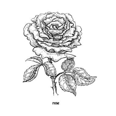 Çiçek çay rose.