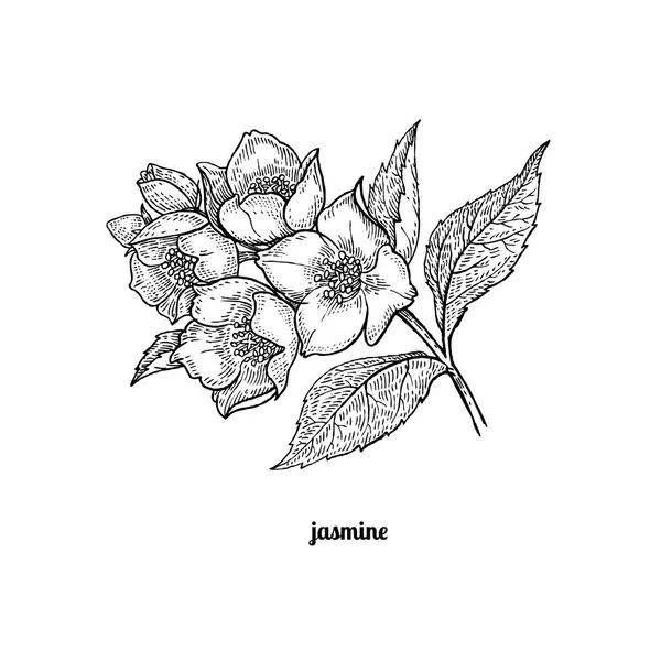 Tak van jasmijn bloemen. — Stockvector