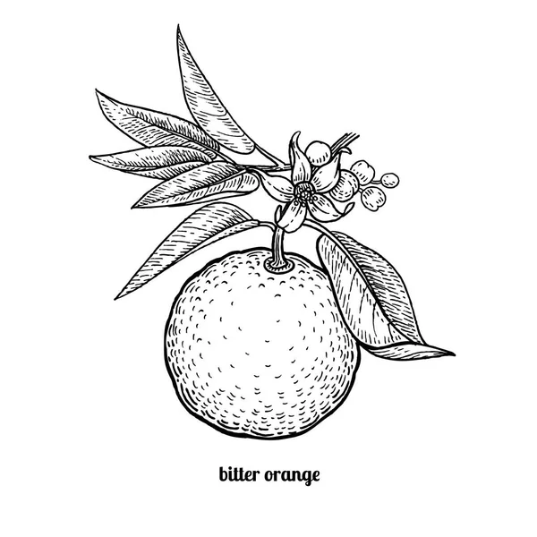 Fruta naranja amarga . — Vector de stock