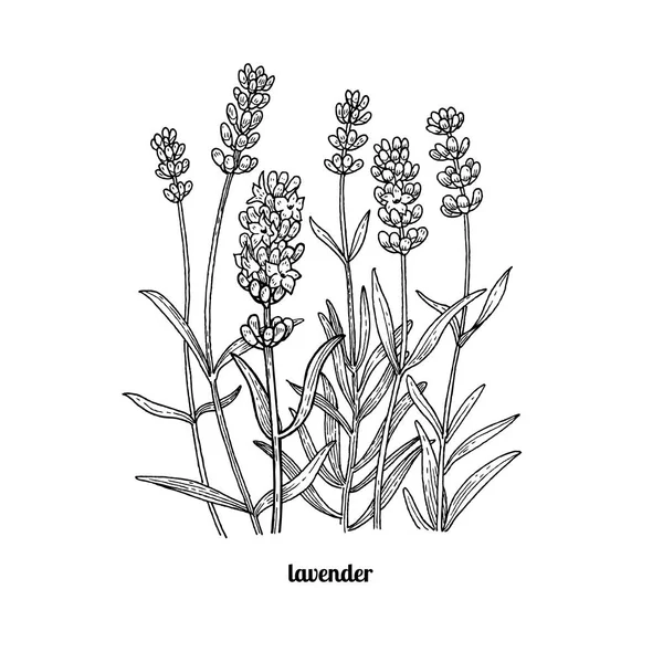 Dessin fleurs de lavande . — Image vectorielle