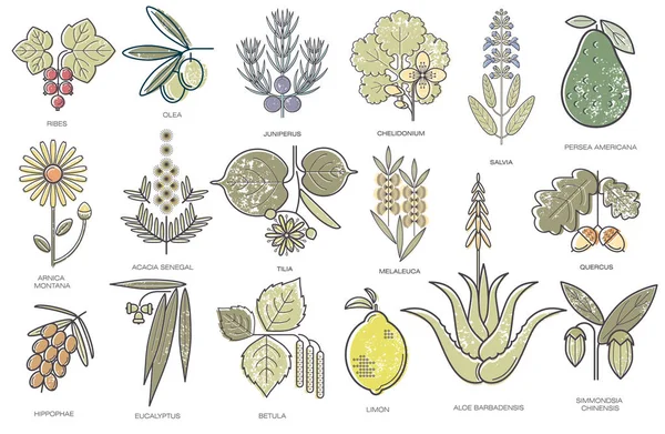 Conjunto vectorial de plantas medicinales — Vector de stock