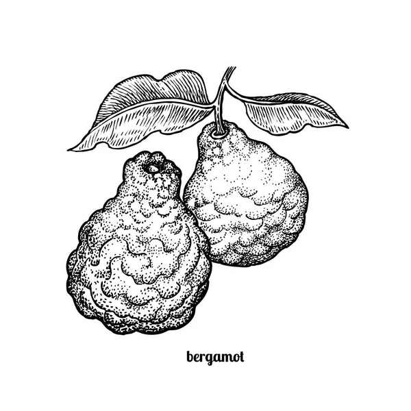 Tekening bergamot fruit. — Stockvector