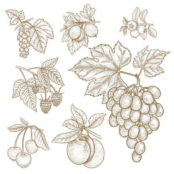 Hand drawing of berries and fruit set.