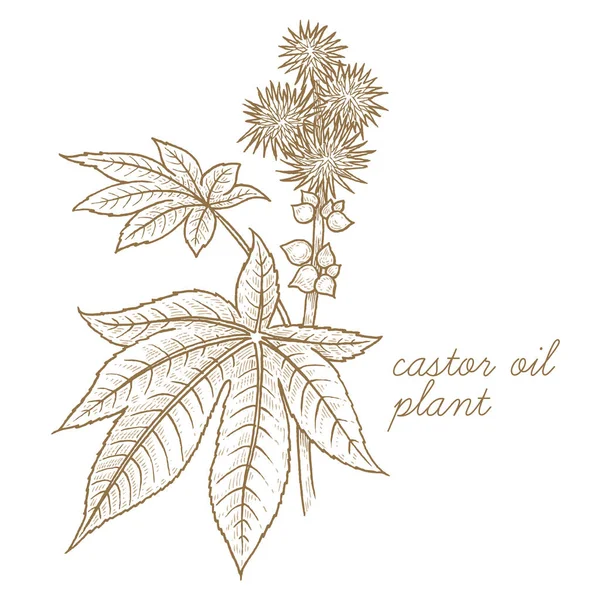 Векторное изображение медицинских растений. Касторовое масло . — стоковый вектор