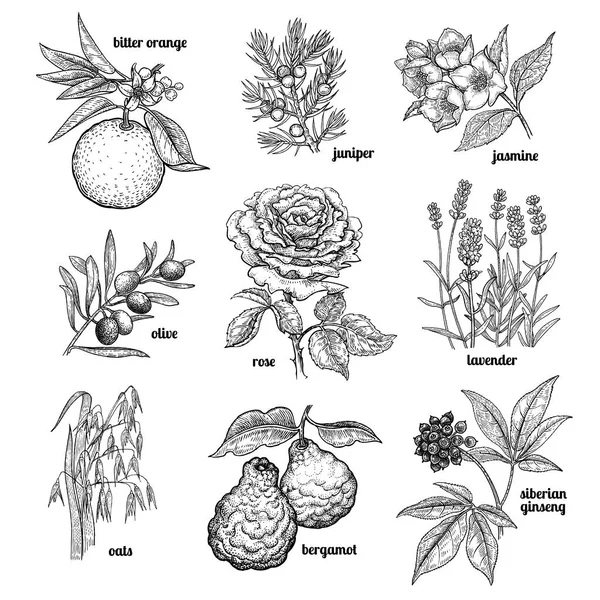 ジャスミン Vector Art Stock Images Depositphotos