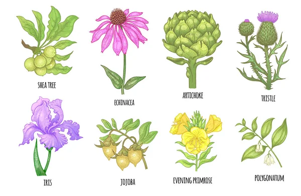 Set of medical plants. Royalty Free Stock Vectors