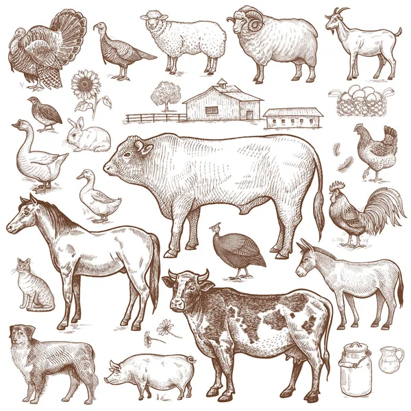 Hayvanlar hayvanlar, kümes hayvanları, Evcil Hayvan, peyzaj.