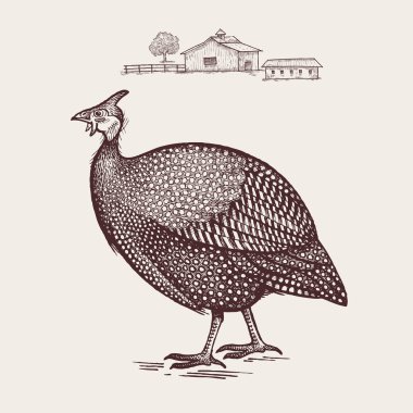 Poultry guinea fowl. clipart