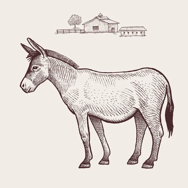 Burro de animal de fazenda . — Vetor de Stock