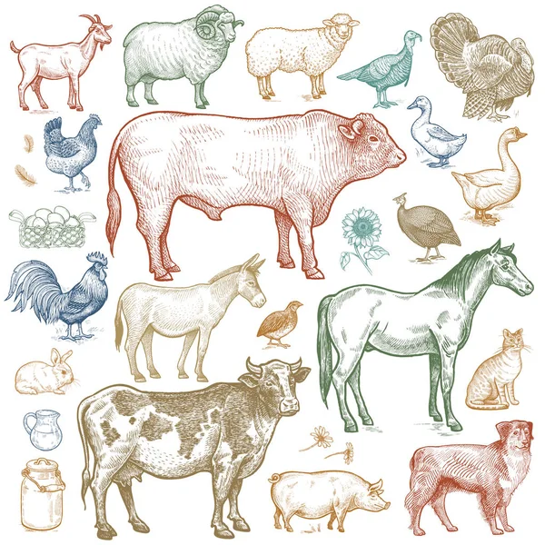 Ensemble animaux de ferme et volailles . — Image vectorielle