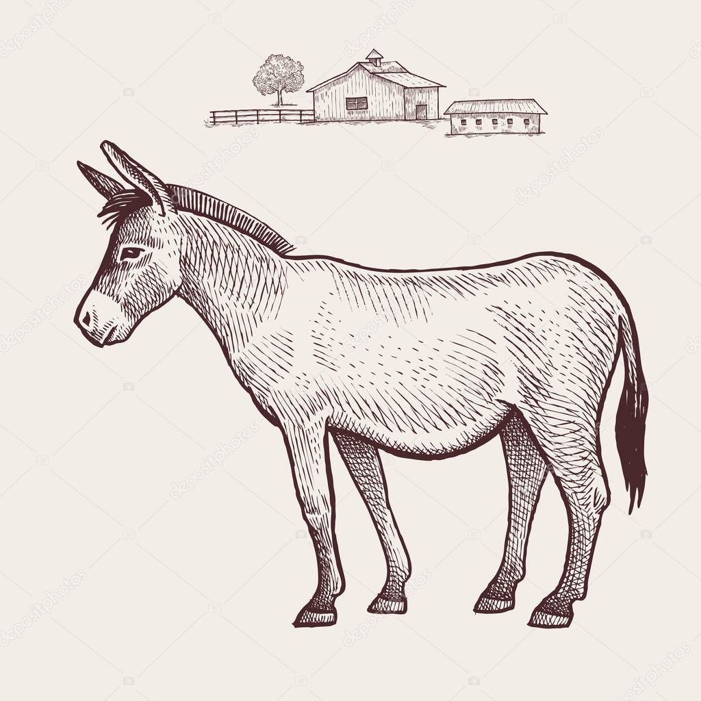 Farm animal Donkey. Vector engraving illustration.
