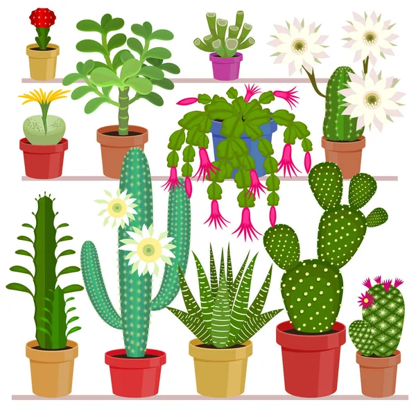 Kaktus kwitnienia w zestaw garnków. — Wektor stockowy