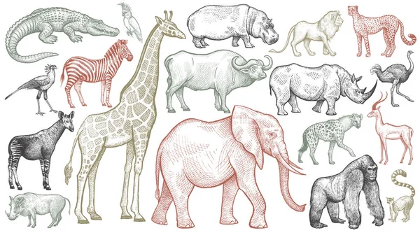Гравировка африканских животных . — стоковый вектор