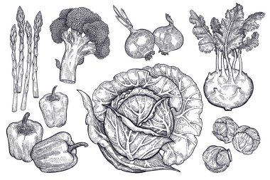 Sebze ayarlayın. Vintage grafik.
