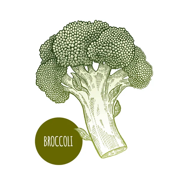 Brokoli diisolasi pada latar belakang putih. - Stok Vektor