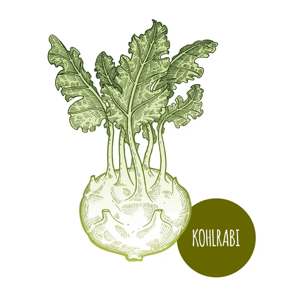 Beyaz arkaplanda yalıtılmış kohlrabi. — Stok Vektör