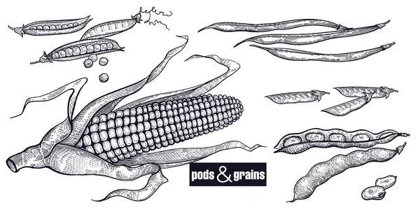 콩 및 곡물 세트. — 스톡 벡터