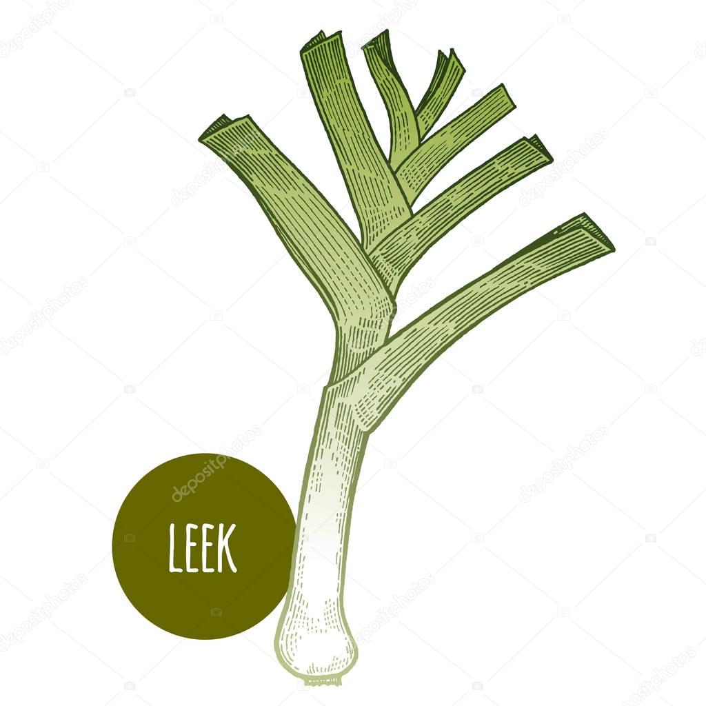 Hand drawing of leek on a white background.