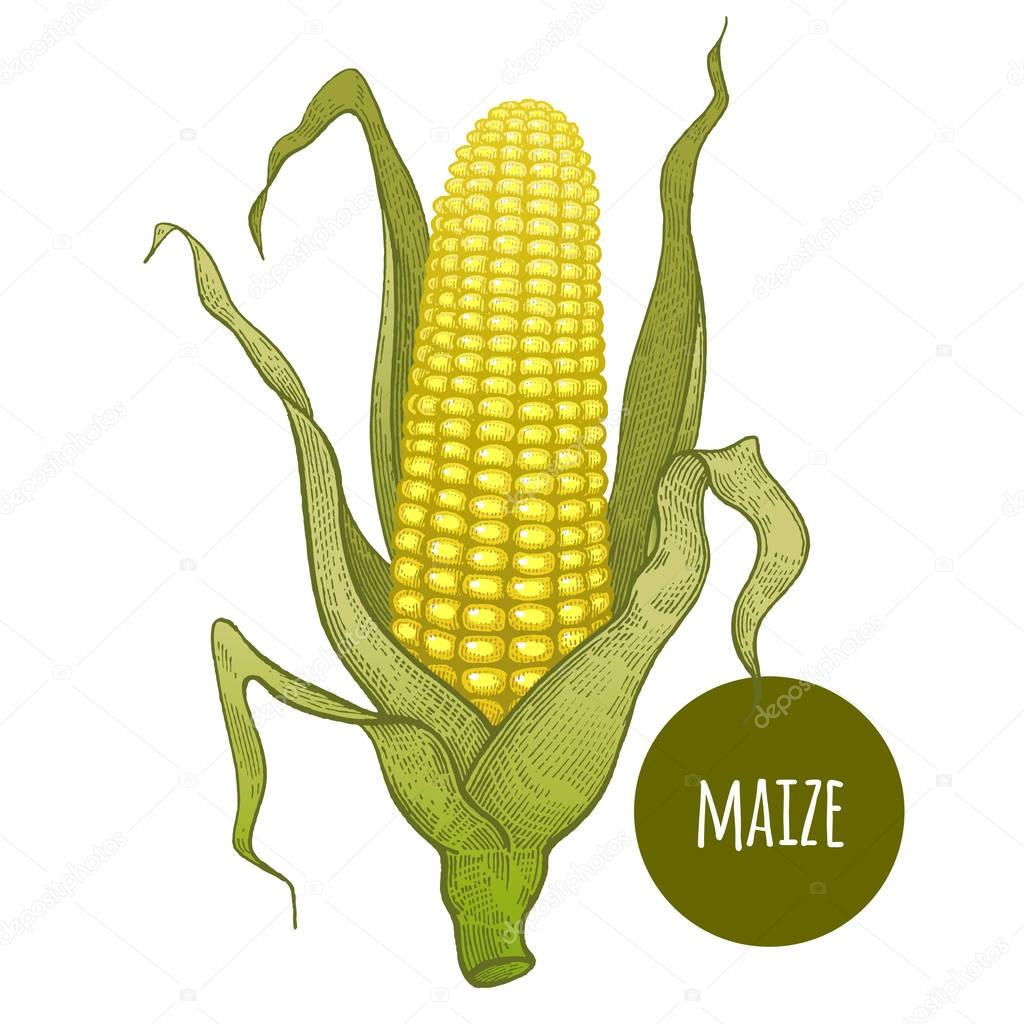 Hand drawing of corn on a white background.