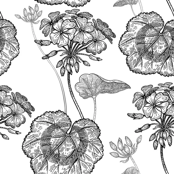 Geranium bloeit. Naadloze bloemmotief. — Stockvector