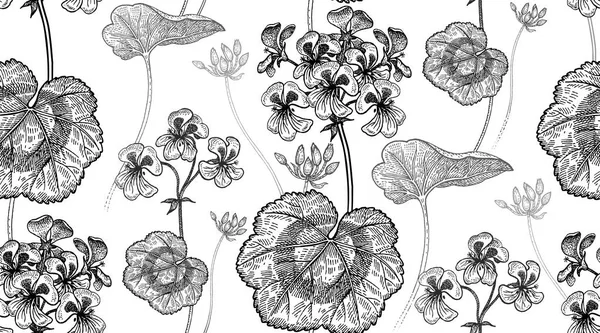 Geranium blommor. Sömlös blommönster. — Stock vektor