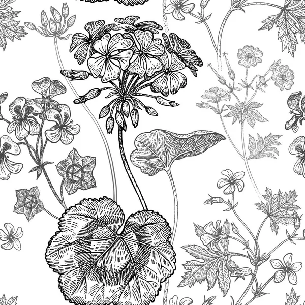 Geranium bloeit. Naadloze bloemmotief. — Stockvector