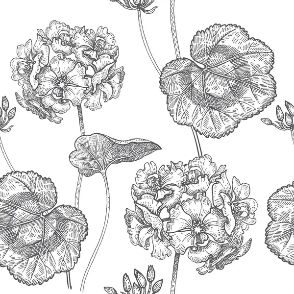 Fleurs de géranium. Modèle floral sans couture . — Image vectorielle