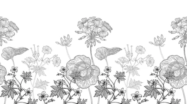 30 Engraving Style Geranium Vectors Royalty Free Vector Engraving Style Geranium Images Depositphotos