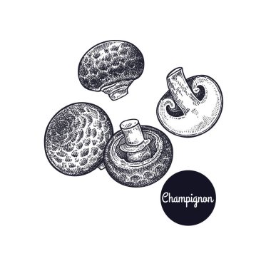 Vintage gravür Champignon mantar.